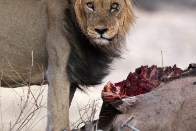 Kgalagadi Transfrontier Park, South Africa, Botsawa, Photographic Safari