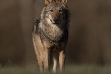 eagle-and-wolves-poland