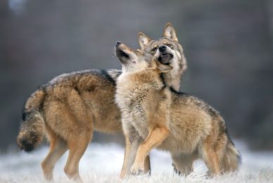 2WhatsApp-Image-2026-01-06-at-16.19.54