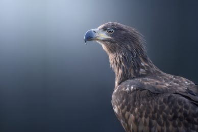 eagle-and-wolves-poland