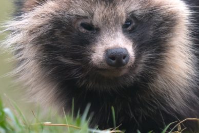 Poland-wildlife-tour