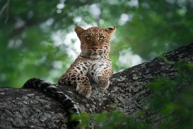 leopard-photographic-safari-zambia-lower-zambesi-zambia