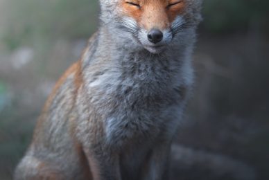 volpe-toscana-workshop-fotografia-naturalistica-introduttivo
