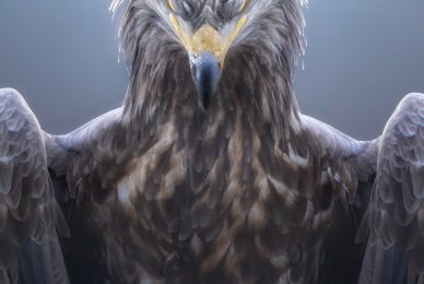 eagle-and-wolves-poland