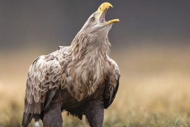 eagle-and-wolves-poland