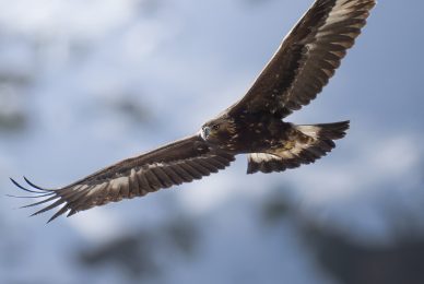 Gran-paradiso-widllife-photography-workshop
