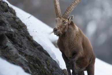 Gran-paradiso-widllife-photography-workshop
