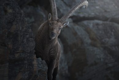 Gran-paradiso-widllife-photography-workshop