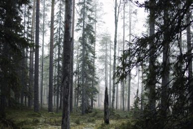 wild-finland-workshop-fotografia-naturalistica-wildlife-photography-workshop