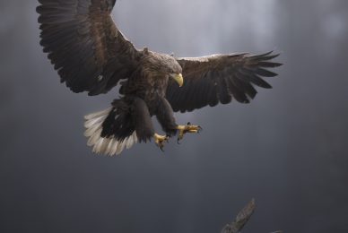 Poland-wildlife-tour