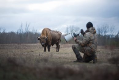 bisons-and-raptors-Białowieża-photographic-tour-Białowieża-poland