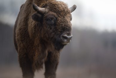 Poland-wildlife-tour