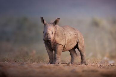 madikwe-tour-fotografico-safari-luxury