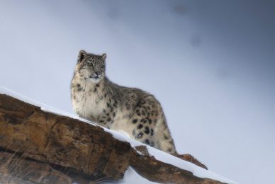 snow-leopard-expedition-spiti-valley