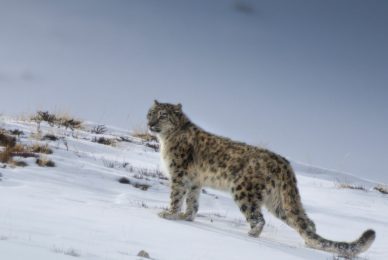 snow-leopard-expedition-spiti-valley