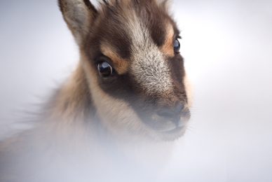 -Italian-national-parks-wildlife-photography-workshop-abruzzo-national-park-gran-paradiso-national-park-sibillini-national-park