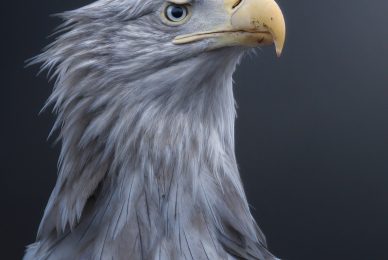 Poland-wildlife-tour