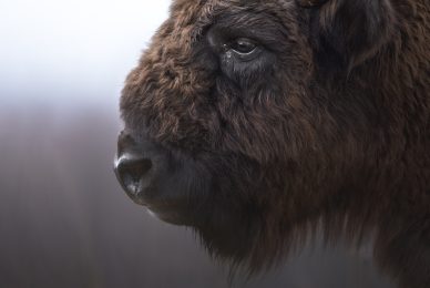 Poland-wildlife-tour