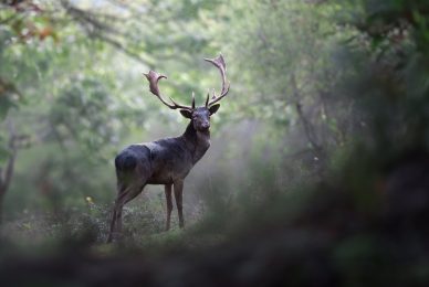 autumn-loves-workshop-di-fotografia-naturalistica-daino-italia-bramito