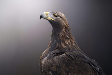 wildcat-birds-tour-photography-wildlife-spain-fotografia-naturalistica
