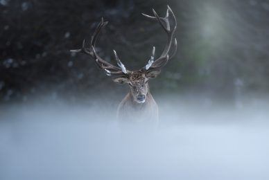 italian-national-parks-wildlife-photography-workshop-italy-abruzzo