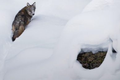 Gran-paradiso-widllife-photography-workshop