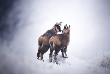italian-national-parks-wildlife-photography-workshop-italy-abruzzo