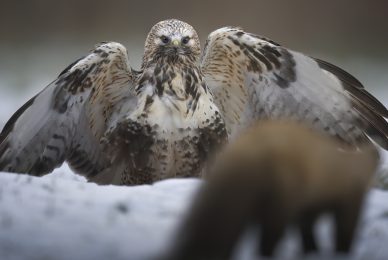 Poland-wildlife-tour