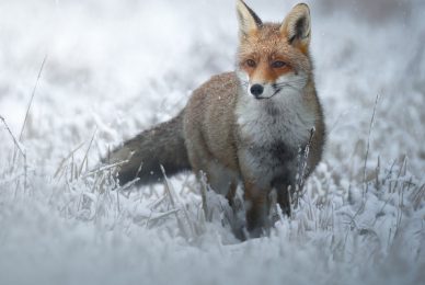 Volpe-nel-Parco nazionale-dei-monti-sibillini