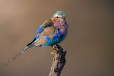 madikwe-tour-fotografico-safari-luxury