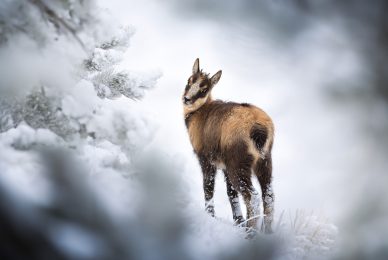 appennine-chamois-Italian-national-parks-wildlife-photography-workshop-abruzzo-national-park-gran-paradiso-national-park-sibillini-national-park