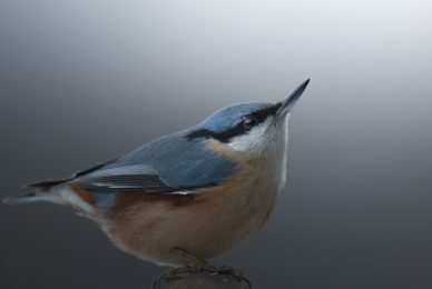 Poland-wildlife-tour