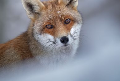 Volpe-nel-Parco nazionale-dei-monti-sibillini