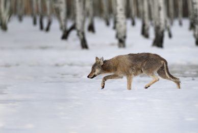 bison-Białowieża-photo-expedition-winter-fotograifa-naturalistica