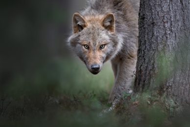wild-finland-workshop-fotografia-naturalistica-wildlife-photography-workshop