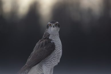 Poland-wildlife-tour