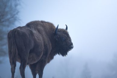 bisons-and-raptors-Białowieża-photographic-tour-Białowieża-poland