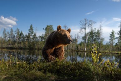 wild-finland-workshop-fotografia-naturalistica-wildlife-photography-workshop