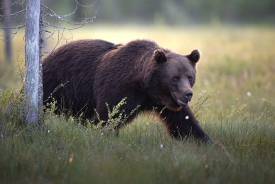wild-finland-workshop-fotografia-naturalistica-wildlife-photography-workshop