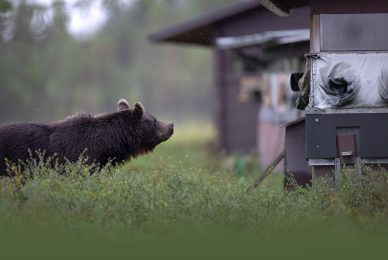 wild-finland-workshop-fotografia-naturalistica-wildlife-photography-workshop