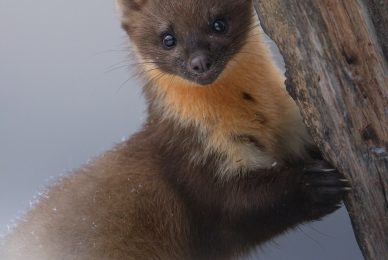 Poland-wildlife-tour