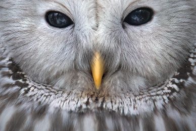 finland-wildlife-photo-tour-black-grouse-capercaillie