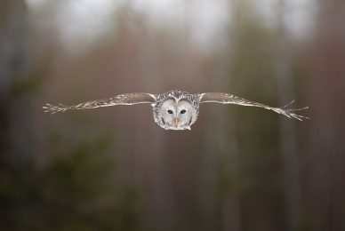 finland-wildlife-photo-tour-black-grouse-capercaillie