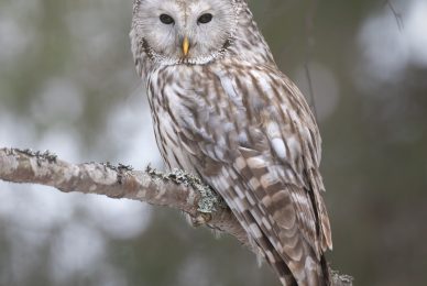 finland-wildlife-photo-tour-black-grouse-capercaillie