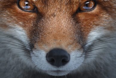 Gran-paradiso-widllife-photography-workshop