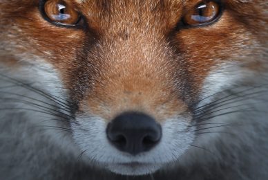 _BPH1148-copia.jpg-3