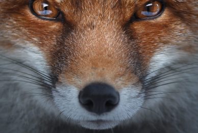 _BPH1148-copia.jpg-3-1