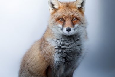 Gran-paradiso-widllife-photography-workshop