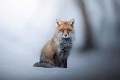 italian-national-parks-wildlife-photography-workshop-italy-abruzzo