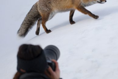 Gran-paradiso-widllife-photography-workshop